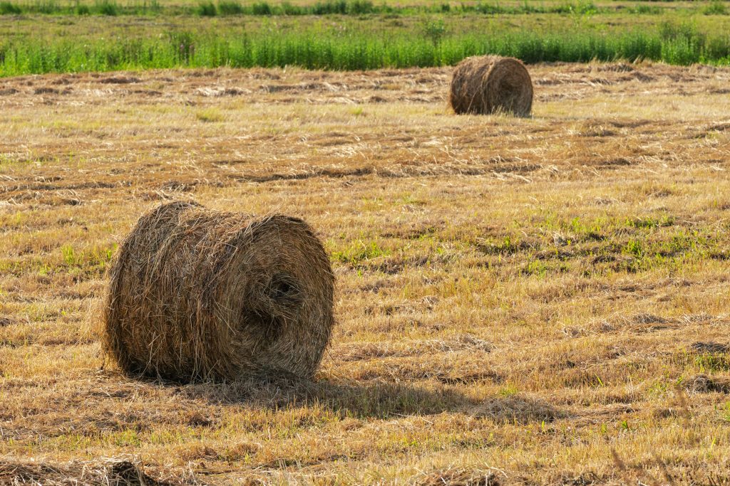 Round hay bales lying on a freshly harvested field under clear sunlight.